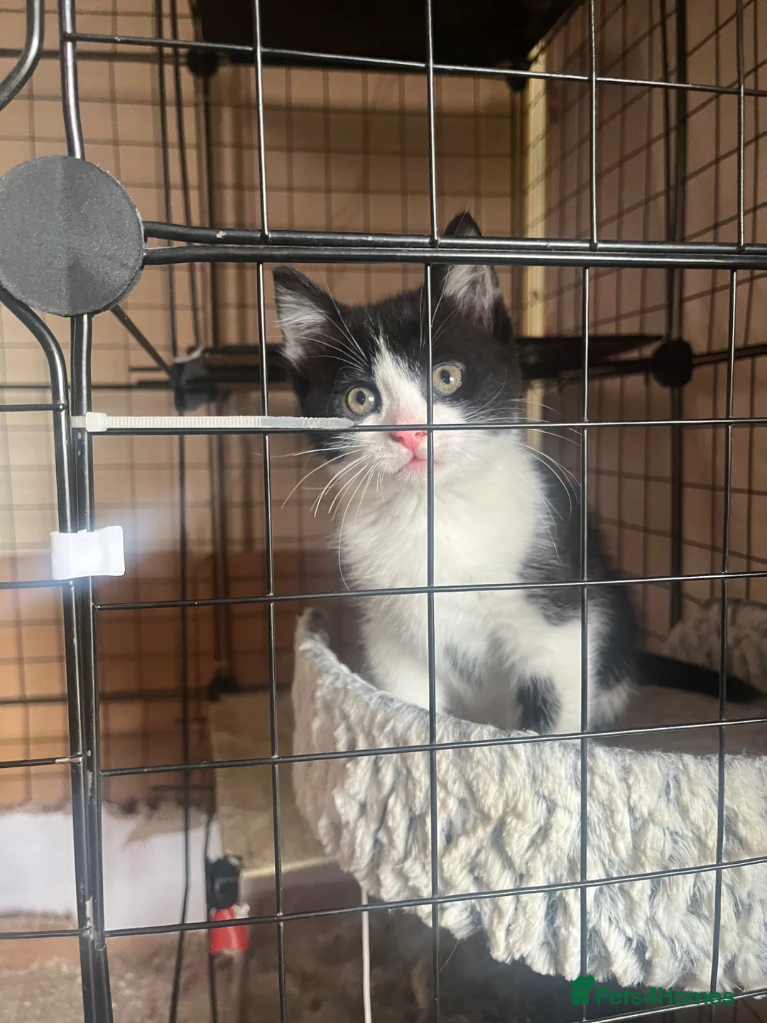 Mixed Breed cats for sale: 1 female kitten left - Advert 2