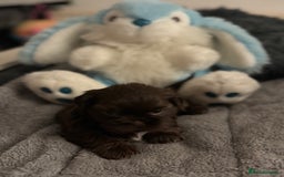 Shih Tzu dogs for sale: Shih Tzu  - Advert 21