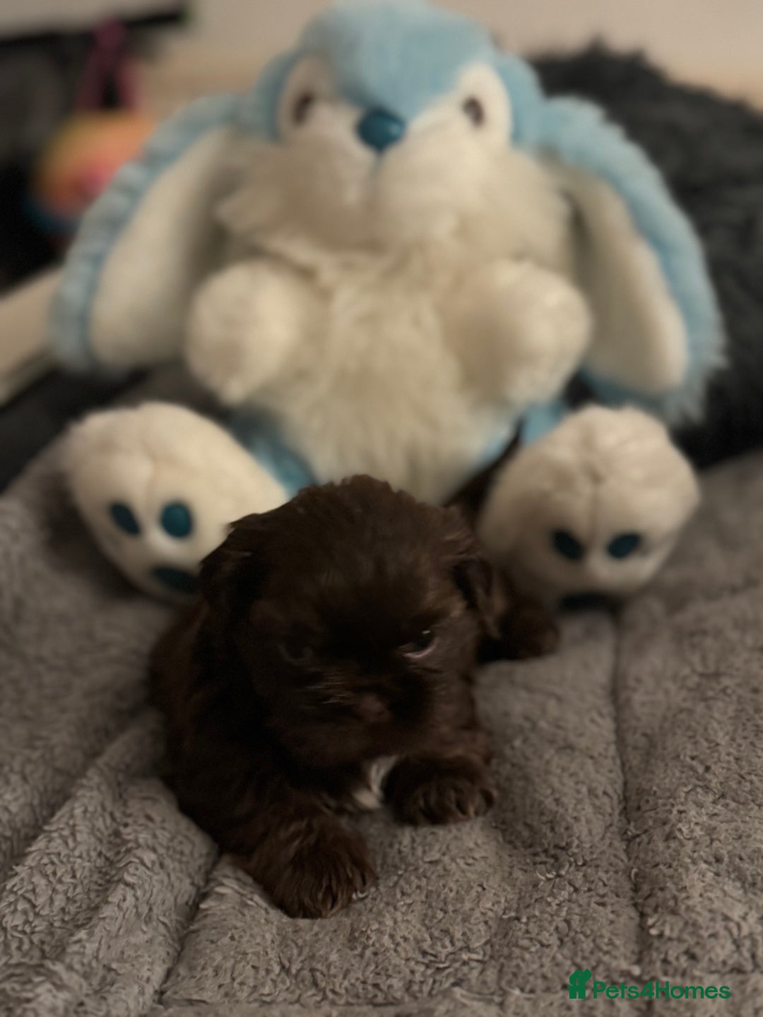 Shih Tzu dogs for sale: Shih Tzu  - Advert 21