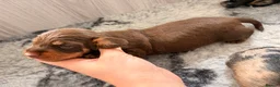 Miniature Dachshund dogs for sale: Miniature Wire Hair Dachshund  - Advert 3