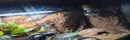 Leopard Gecko reptiles for sale: 2 Female Leopard Geckos & Full Set Up in Braintree - Advert 9
