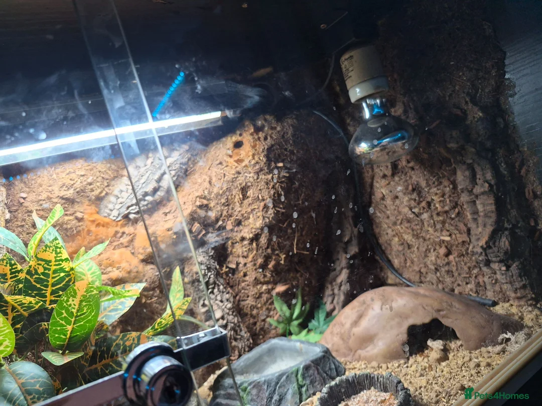 Leopard Gecko reptiles for sale: 2 Female Leopard Geckos & Full Set Up in Braintree - Advert 9