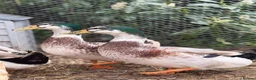 Waterfowl poultry for sale: 3 free male silver apple yard ducks in Sevenoaks - Advert 4