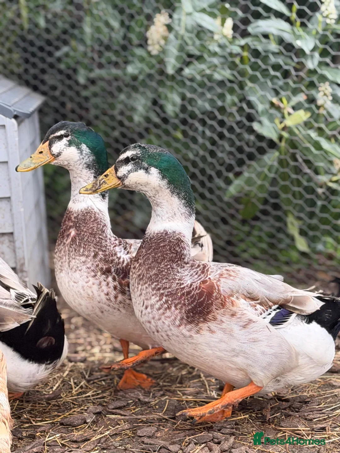 Waterfowl poultry for sale: 3 free male silver apple yard ducks in Sevenoaks - Advert 4
