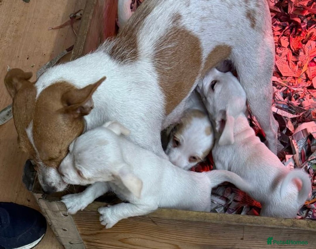 Jack Russell dogs for sale: Jack Russell puppy’s  - Advert 1