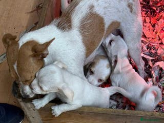 Jack Russell dogs Jack Russell puppy’s - Advert 4