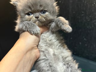 Persian cats - Advert 4