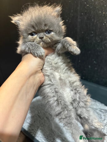 Persian cats - Advert 2