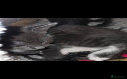 European cats for sale: Kittens ready now  - Image 6