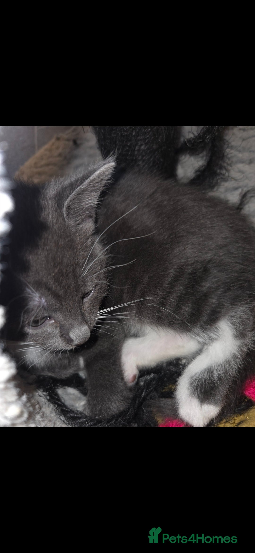 European cats for sale: Kittens ready now  - Image 6