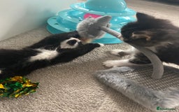 Mixed Breed cats for sale: Mixed breed kittens - Image 14