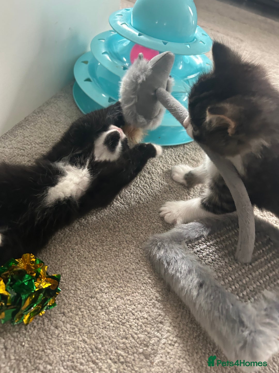 Mixed Breed cats for sale: Mixed breed kittens - Image 14