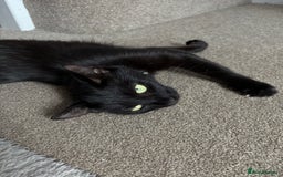 Mixed Breed cats for sale:  Loving Cat Looking for a New Forever Home - Image 3