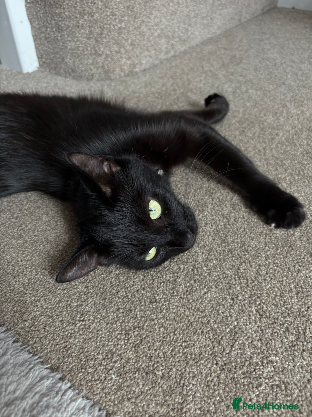 Mixed Breed cats for sale:  Loving Cat Looking for a New Forever Home - Image 3