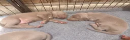 Weimaraner dogs for sale: Wonderful KC Reg Weimaraner Puppies x 6  - Advert 14