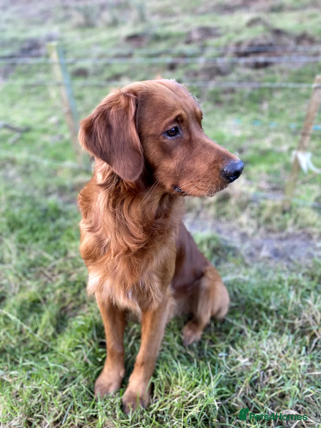 Golden Retriever dogs for stud: STUNNING RED STUD DOG, FULLY HEALTH TESTED in Bristol - Advert 5
