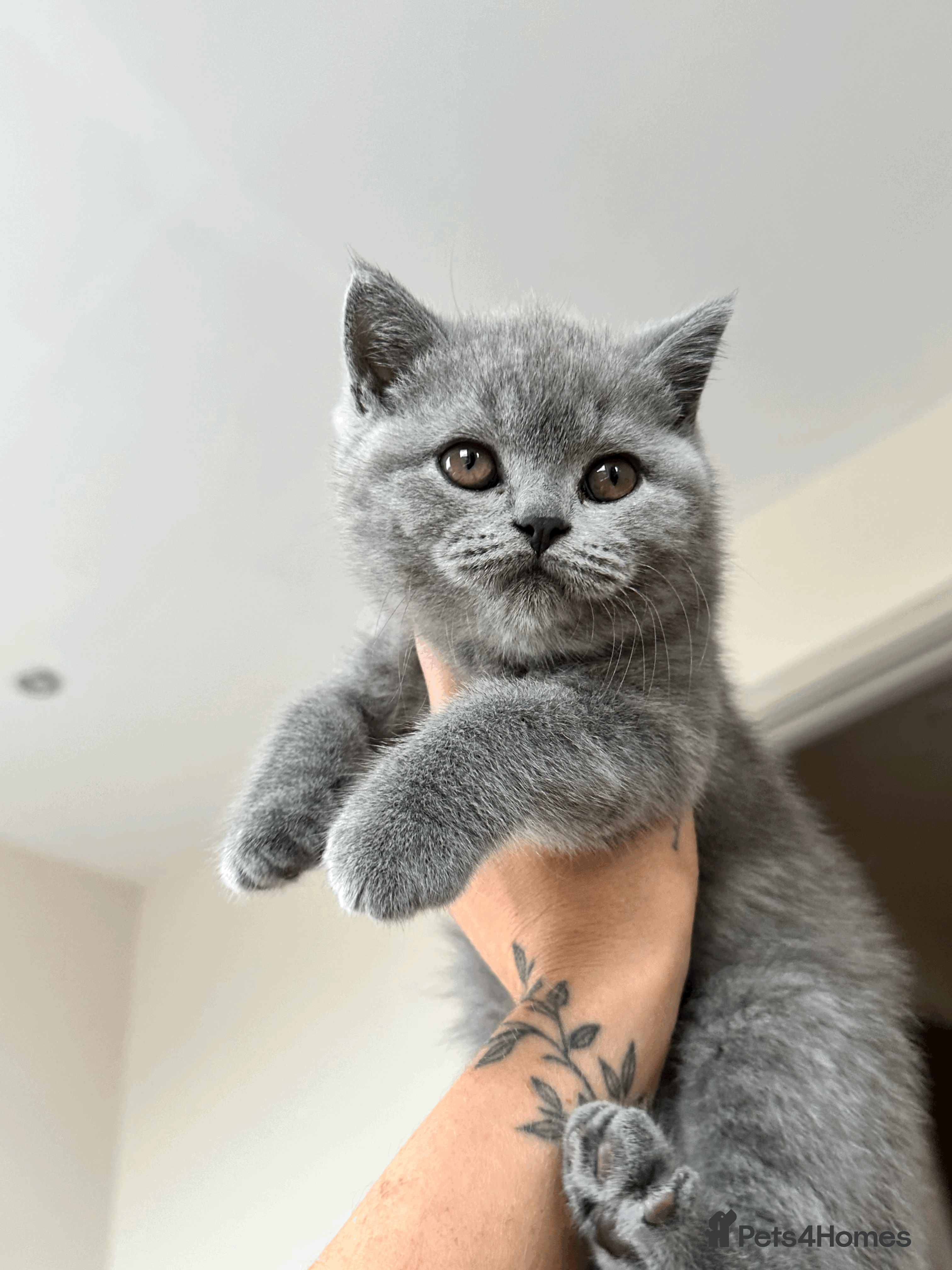 British Shorthair cats READY TO GO STUNNING BRITISH SHORT HAIRS GCCF  in London - Advert 1