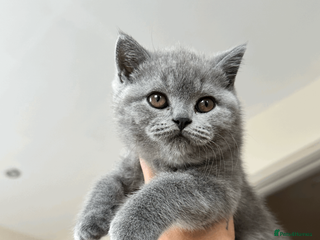 British Shorthair cats READY TO GO STUNNING BRITISH SHORT HAIRS GCCF in London - Advert 6