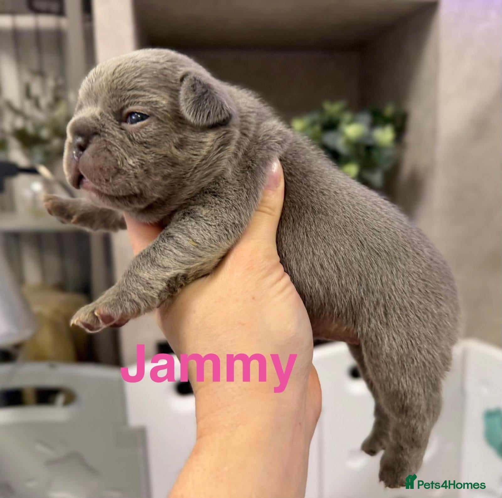 French Bulldog dogs French bulldog puppies  - Advert 18