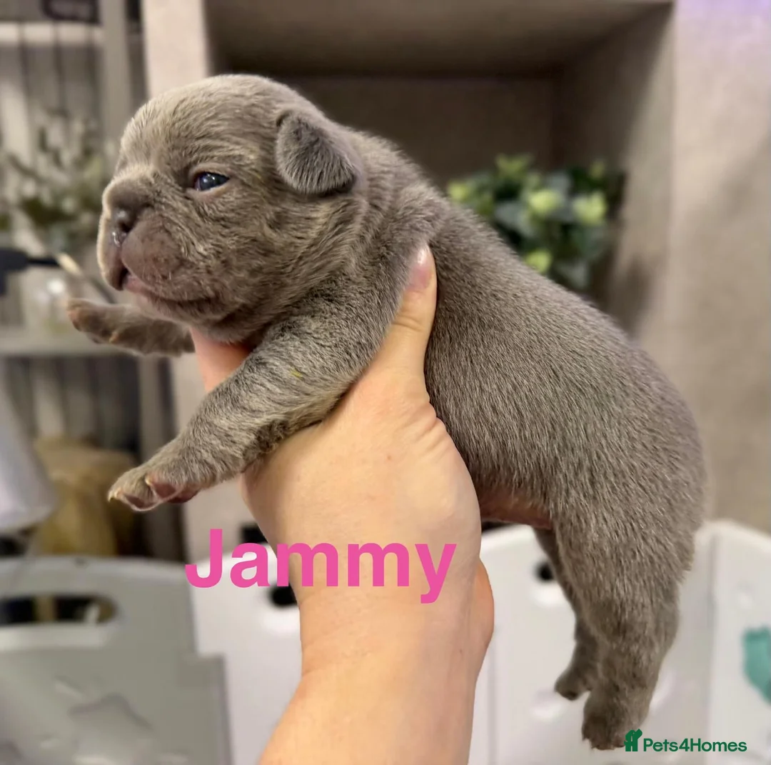 French Bulldog dogs for sale: French bulldog puppies  - Advert 2