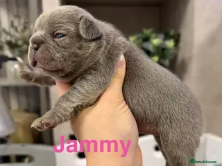 French Bulldog dogs French bulldog puppies - Advert 18