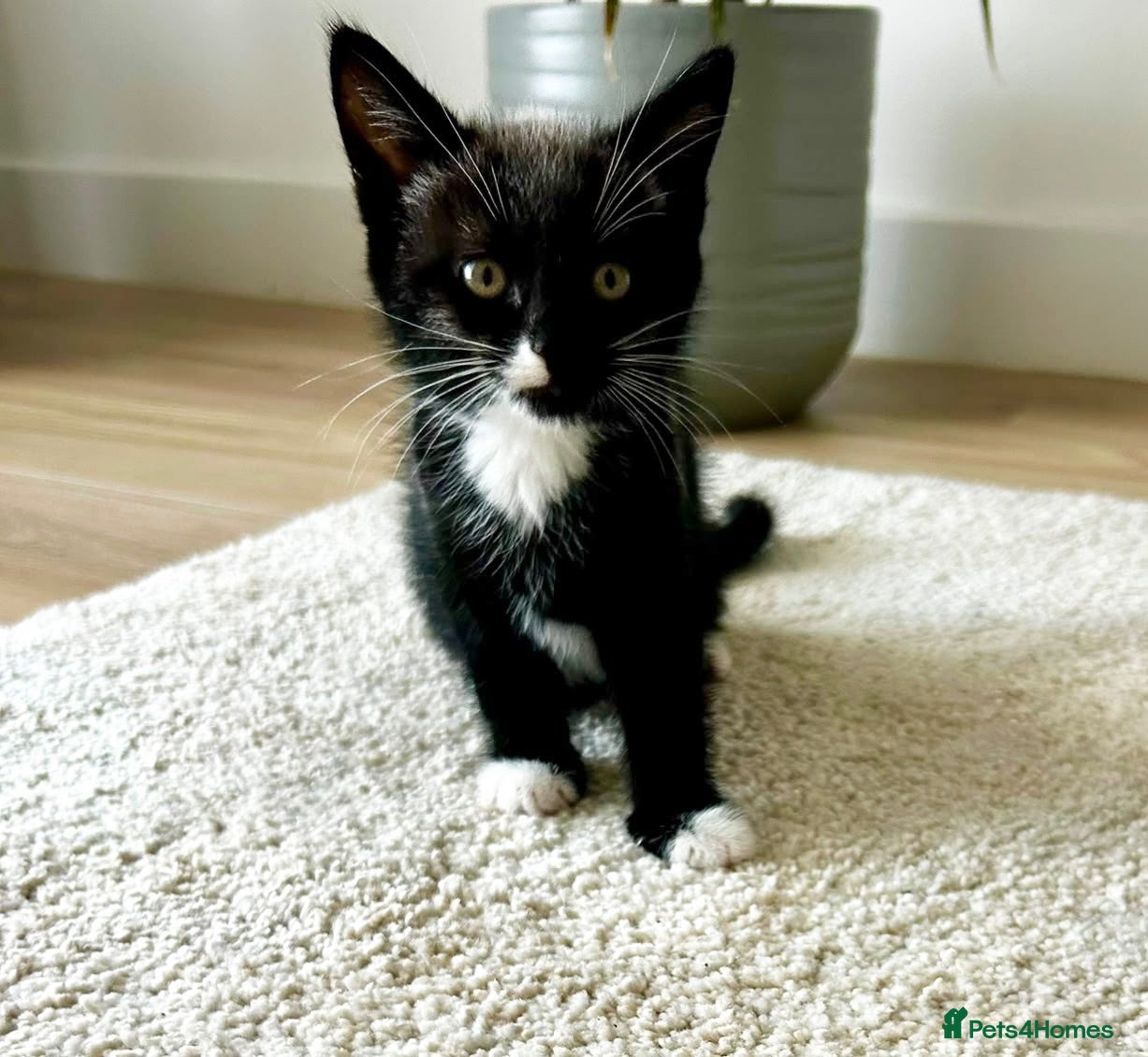 Mixed Breed cats Beautiful and healthy kitten looking for a home - Advert 2
