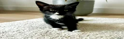 Mixed Breed cats for sale: Beautiful and healthy kitten looking for a home in Gateshead - Advert 1