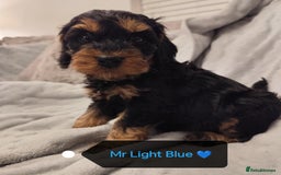Cockapoo dogs for sale: 🐶Beautiful F1 Cockapoo Puppies🐾 - Image 5