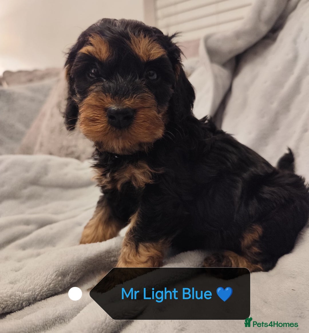 Cockapoo dogs for sale: 🐶Beautiful F1 Cockapoo Puppies🐾 - Image 5