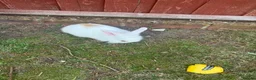 Mini Lion Lop rabbits for sale:   5 Mini Lion x lops - Advert 7