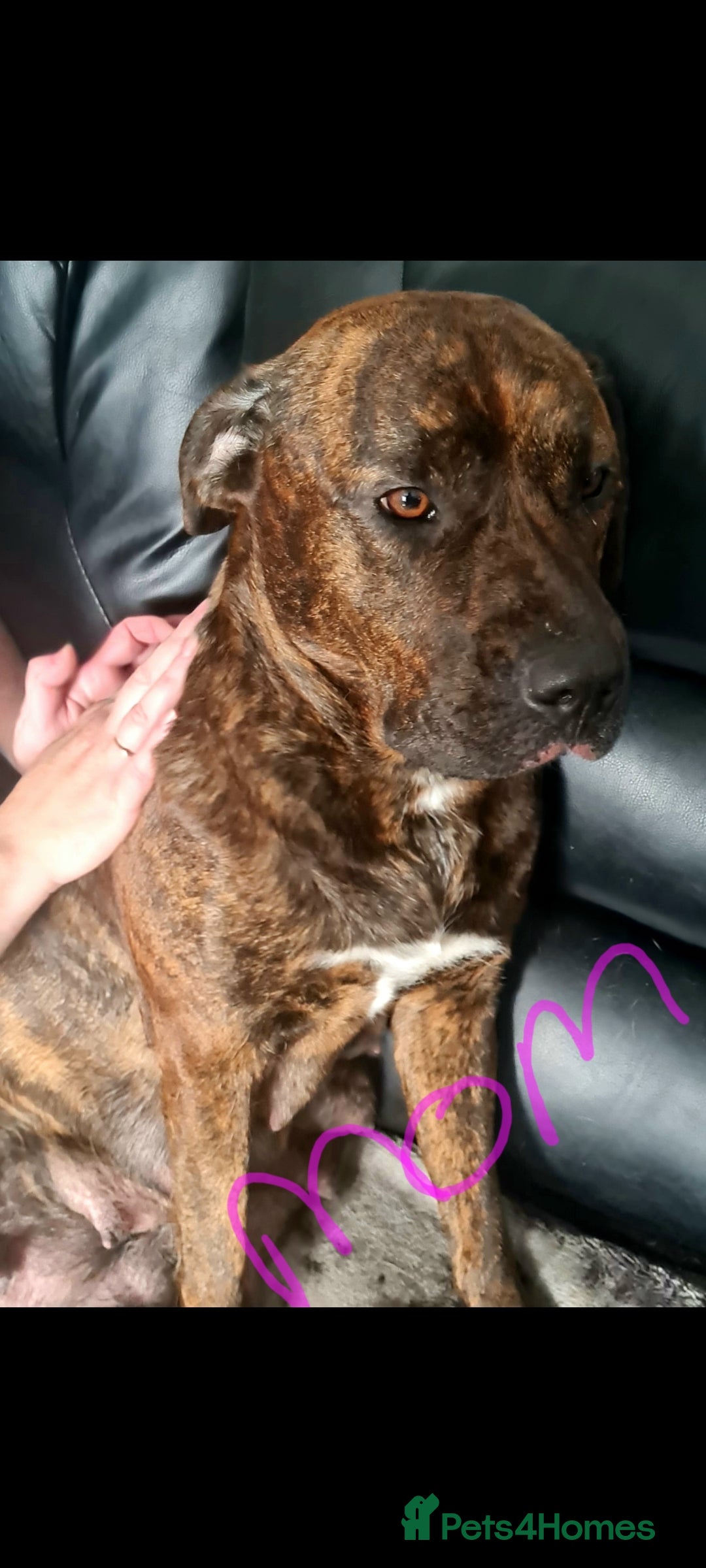 Mixed Breed dogs for sale: Presa canario - Advert 16