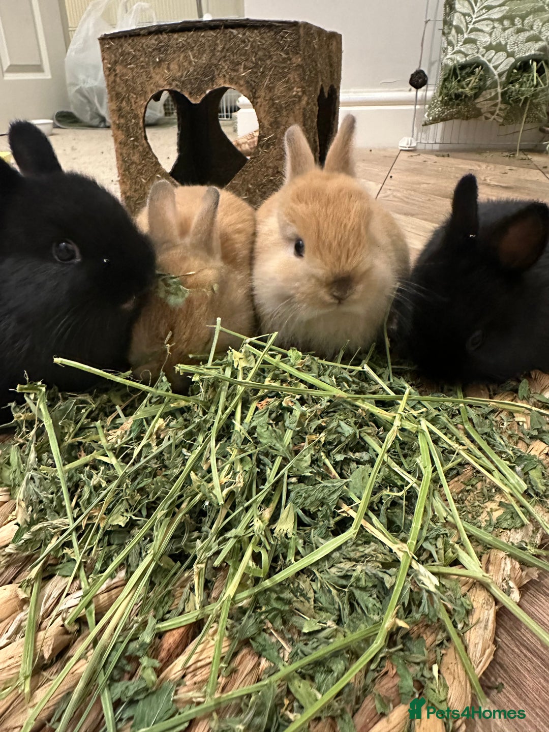 Netherland Dwarf rabbits for sale: Dwarf Netherlands rabbits  - Advert 1