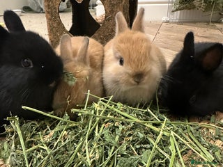 Netherland Dwarf rabbits Dwarf Netherlands rabbits - Advert 2