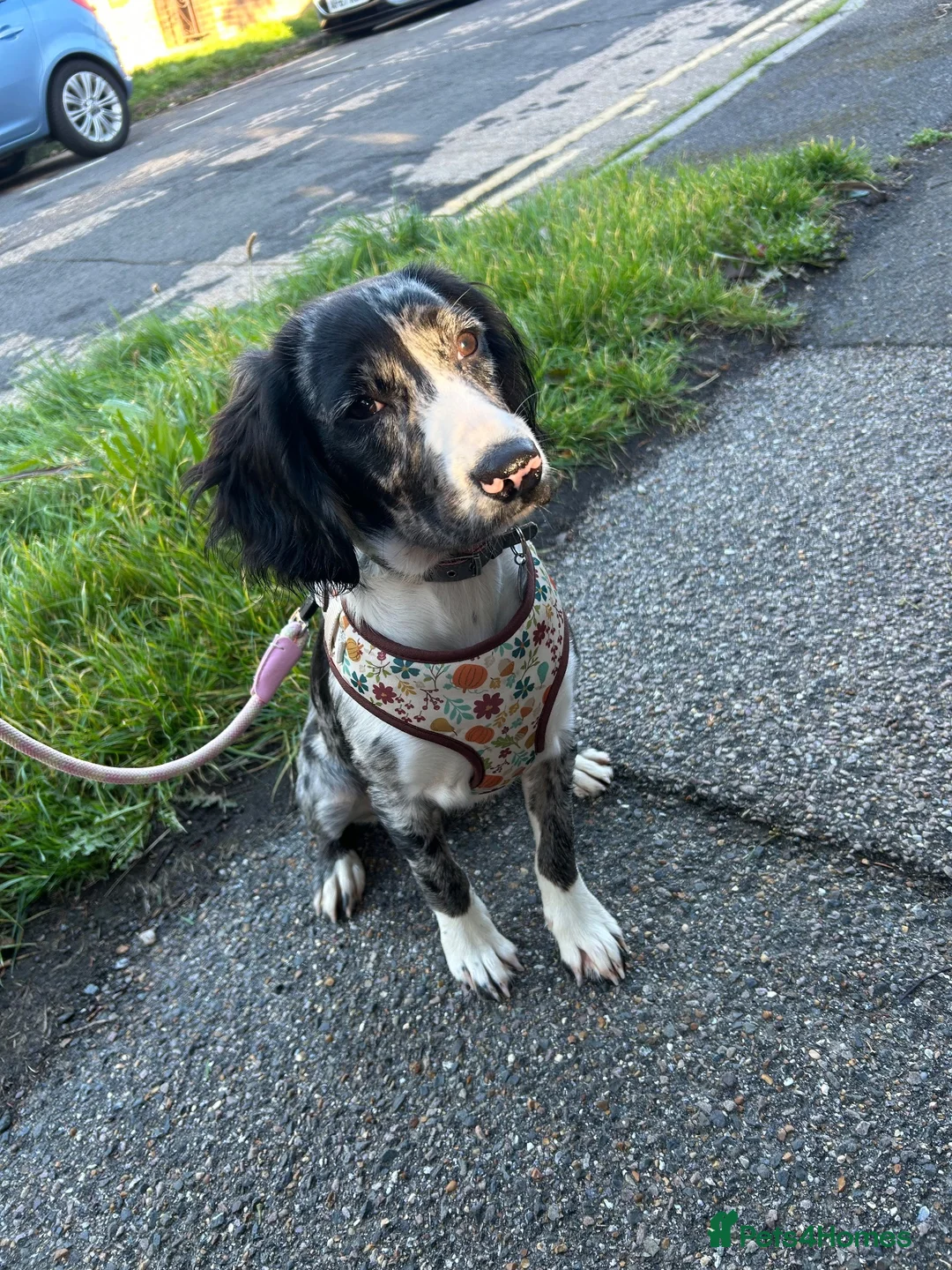 English Springer Spaniel dogs for sale: Beautiful Springer spaniel girl in Saint Leonards-on-sea - Advert 1