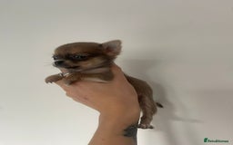 Chihuahua dogs for sale: XXS Teacup Chihuahua puppy - Image 4
