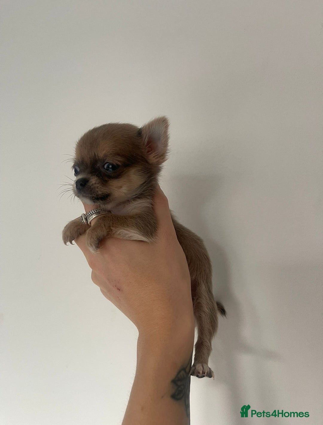 Chihuahua dogs for sale: XXS Teacup Chihuahua puppy - Image 4