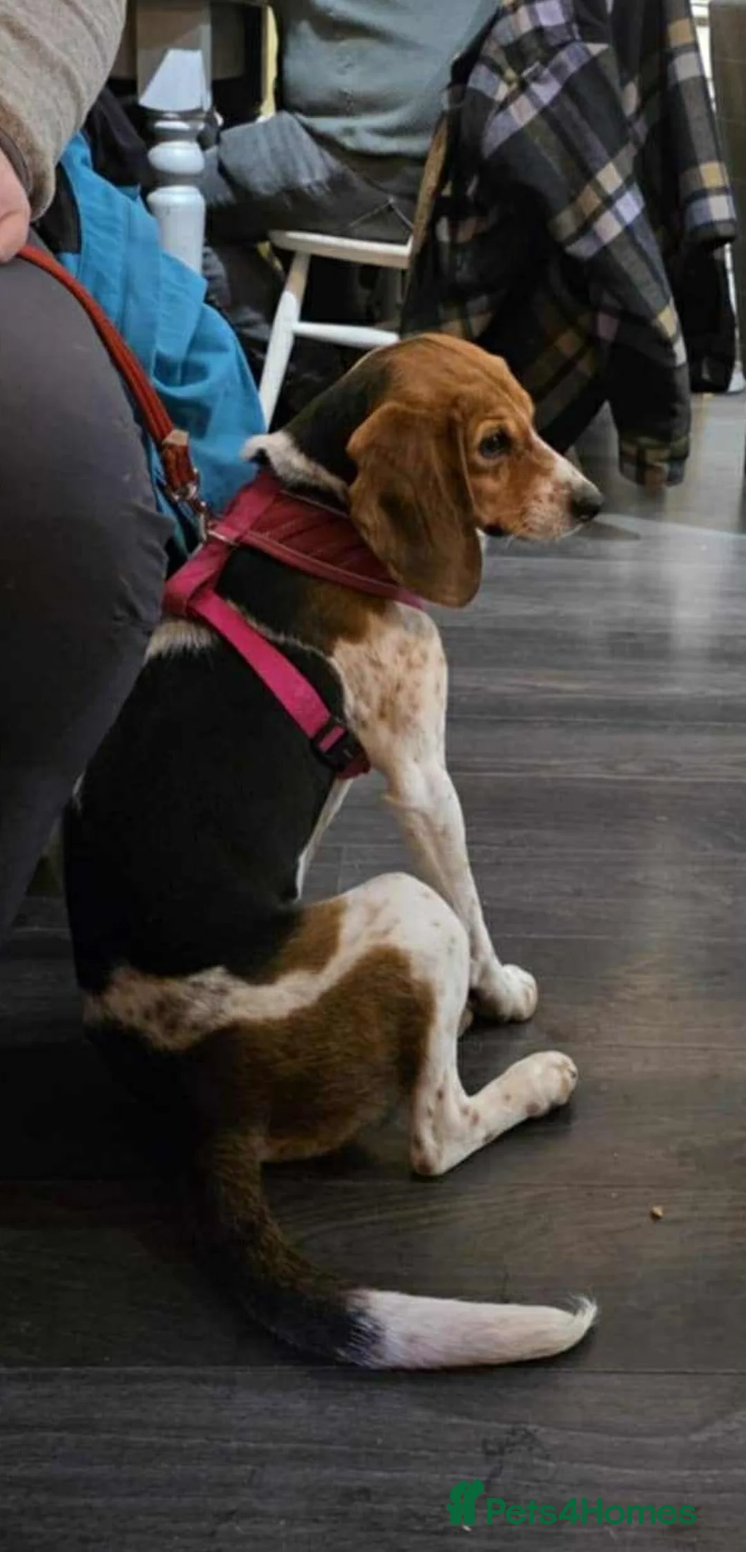 Mixed Breed dogs for adoption: Emily, with the softest ears - Advert 3