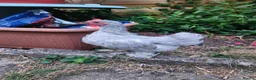Chickens poultry for sale: Lavender pekin young cockerel FREE - Advert 4