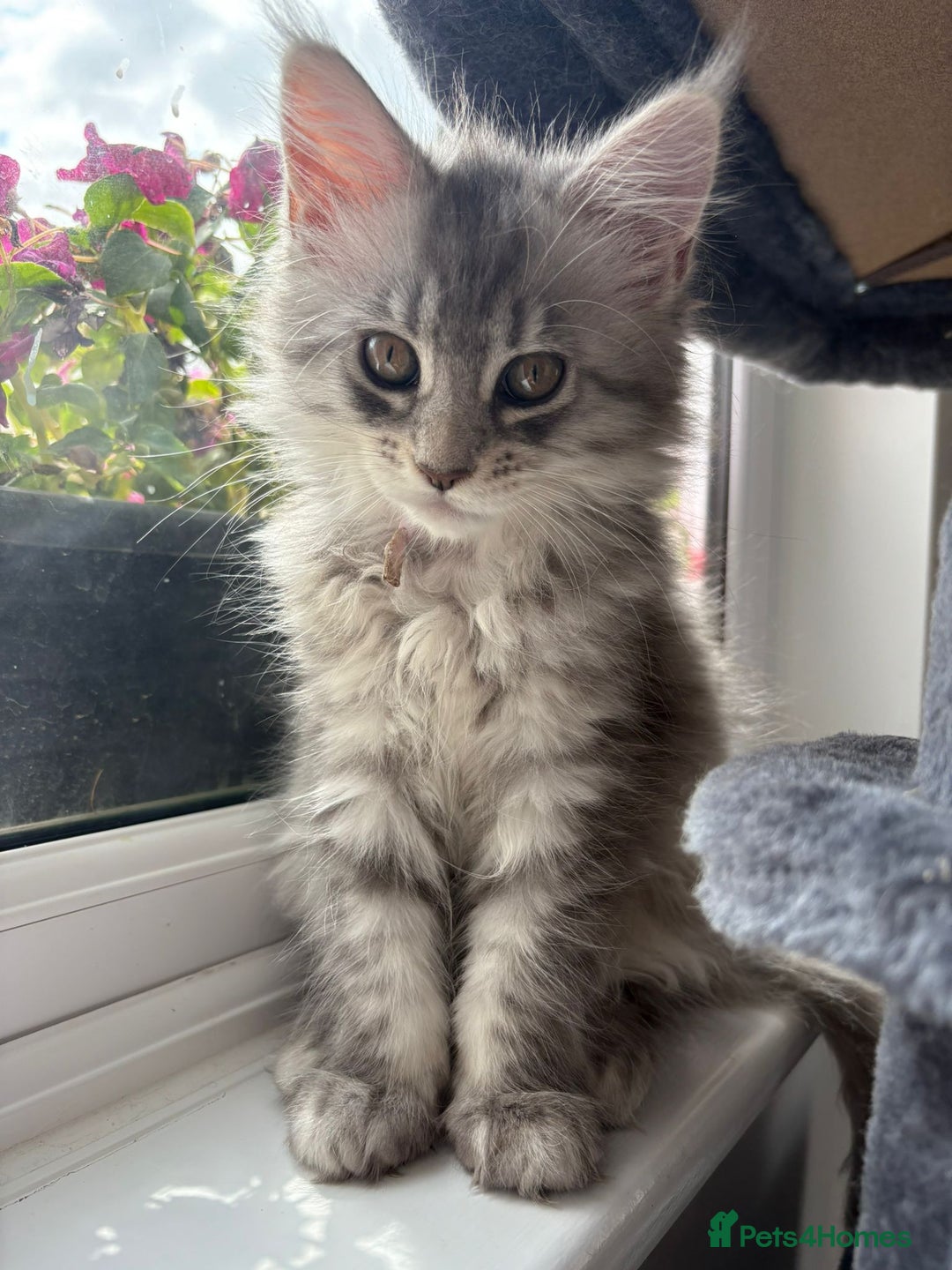 Maine Coon cats for sale: Tica Registered Maine Coon kittens  - Image 27