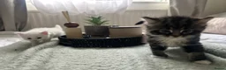 Mixed Breed cats for sale:  Beautiful Kittens Looking for a Forever Homes 🐾 - Advert 8
