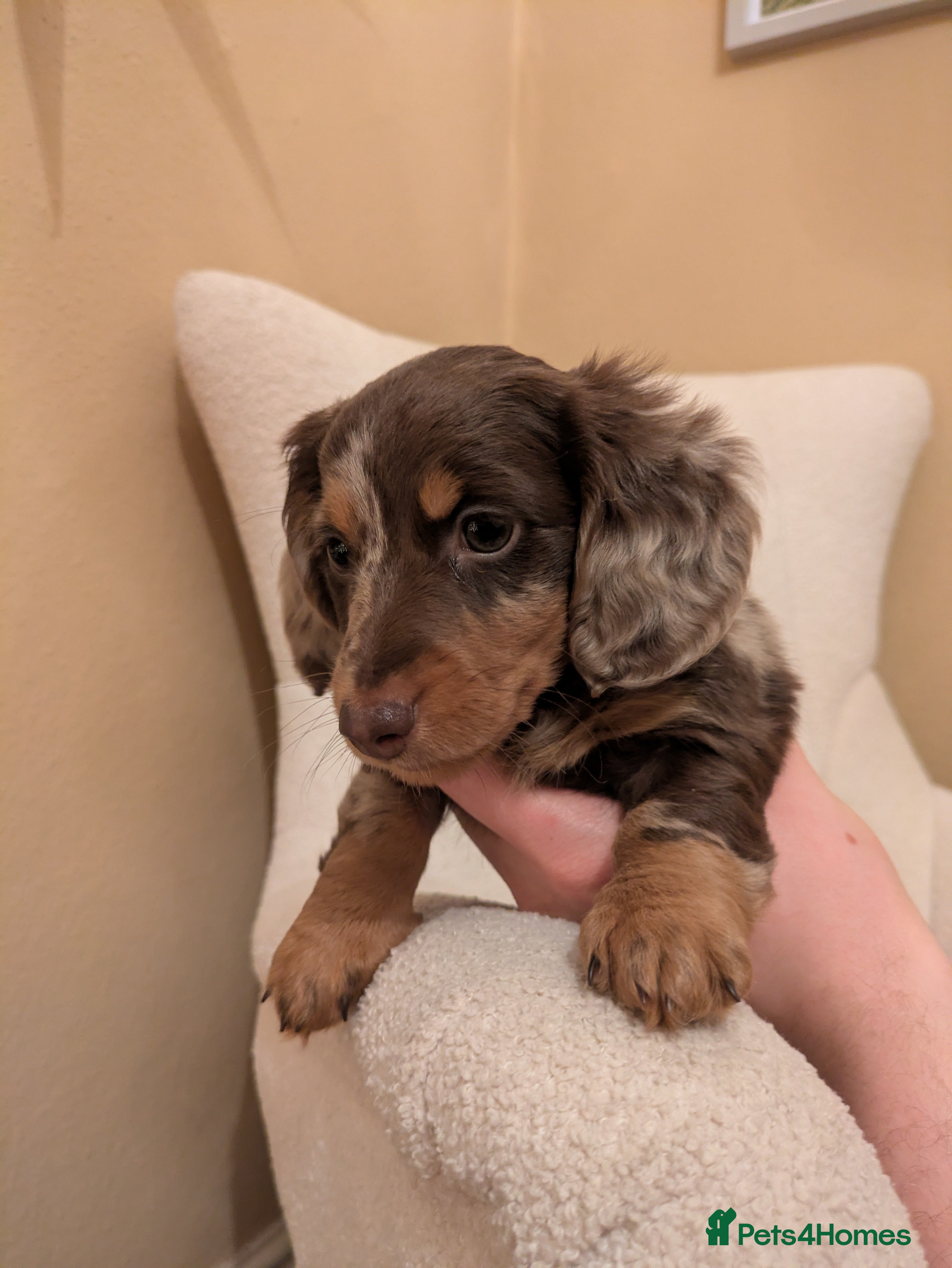 Miniature Dachshund dogs Miniature Long Haired Dachshund Puppies - Advert 10