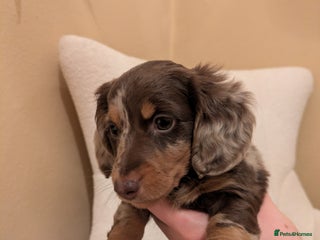 Miniature Dachshund dogs Miniature Long Haired Dachshund Puppies - Advert 10