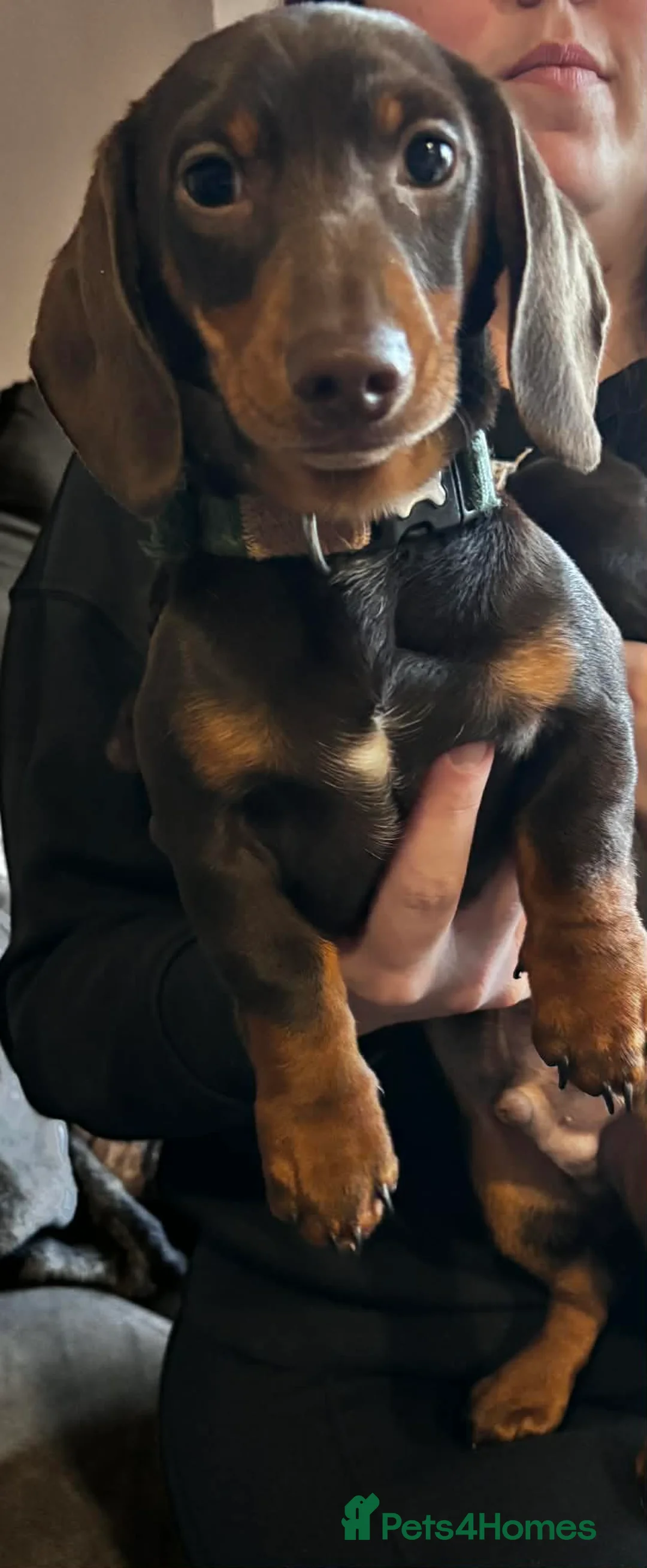 Miniature Dachshund dogs for sale: Two miniature dachshund  in Sudbury - Advert 2