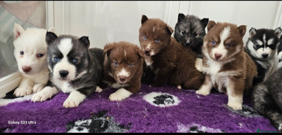 Siberian Husky dogs Beautiful Siberian Husky - Advert 1