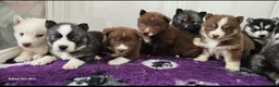 Siberian Husky dogs for sale: Ready to go ! Siberian Husky - Advert 26