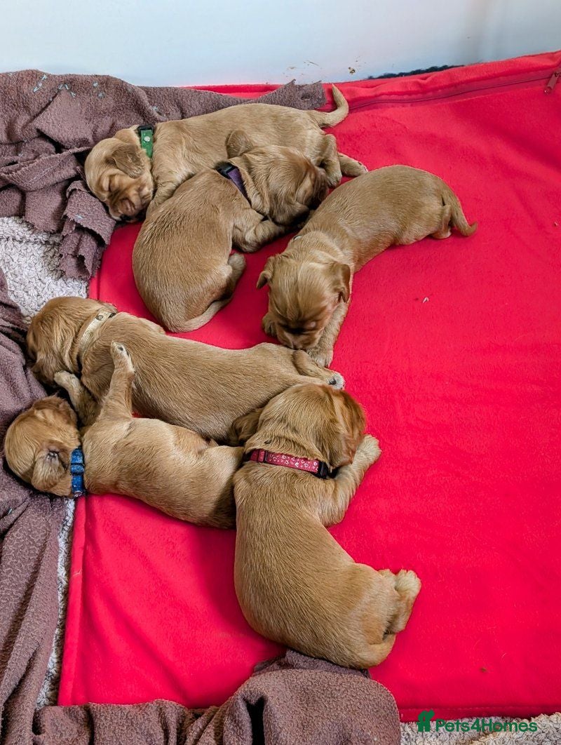 Cocker Spaniel dogs Stunning Cocker Spaniel Puppies – 2 Boys & 2 Girls - Advert 3