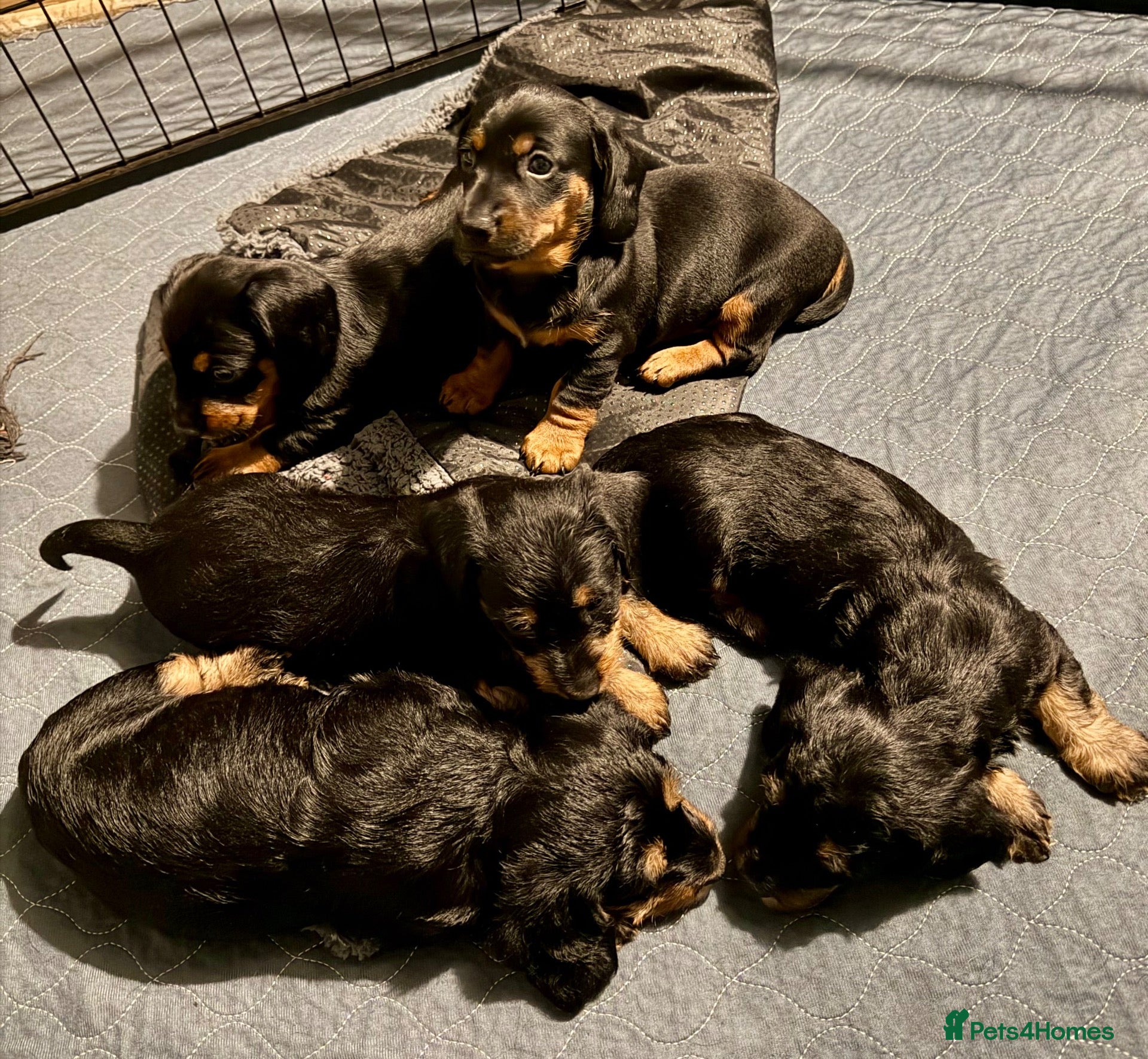 Dachshund dogs for sale: Standard smooth & Wirehaired Dachshund pups Teckel - Advert 1