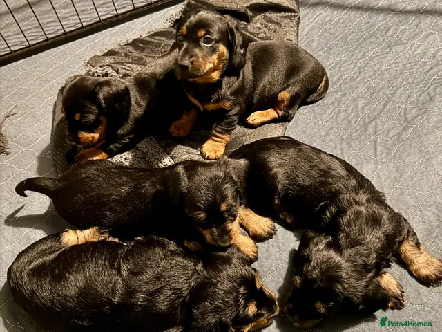 Dachshund dogs for sale: Standard smooth & Wirehaired Dachshund pups Teckel - Advert 1