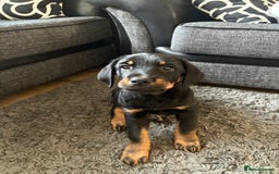 Mixed Breed dogs for sale: Huntaway x Golden Retriever  - Image 3