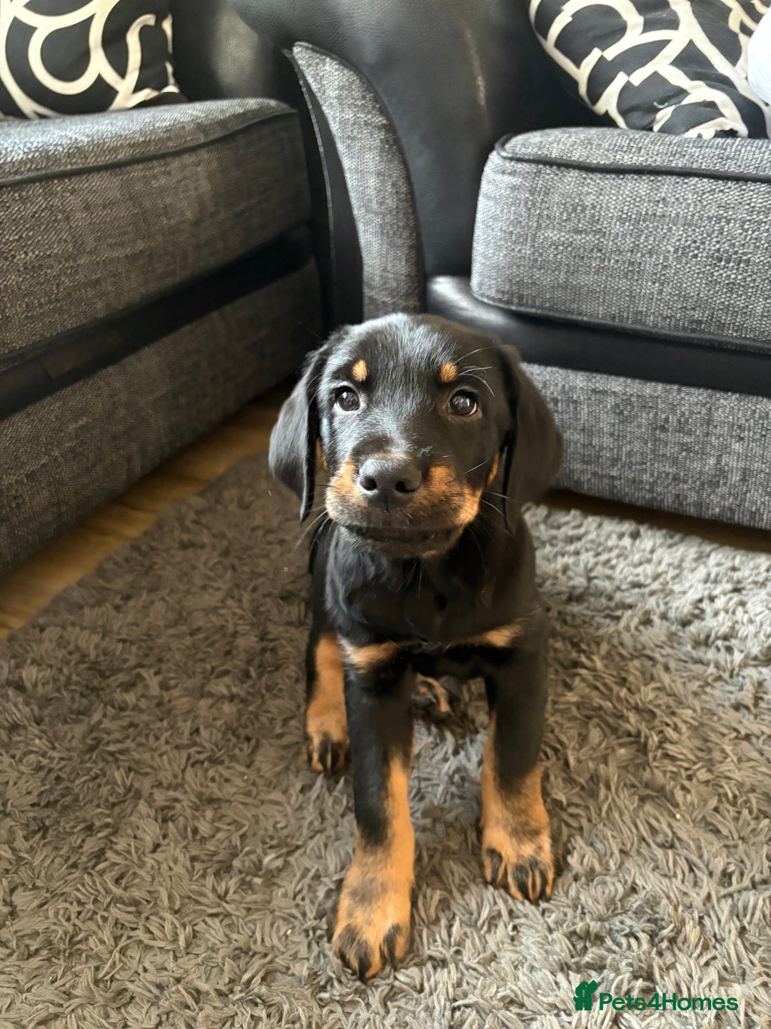 Mixed Breed dogs for sale: Huntaway x Golden Retriever  - Image 3